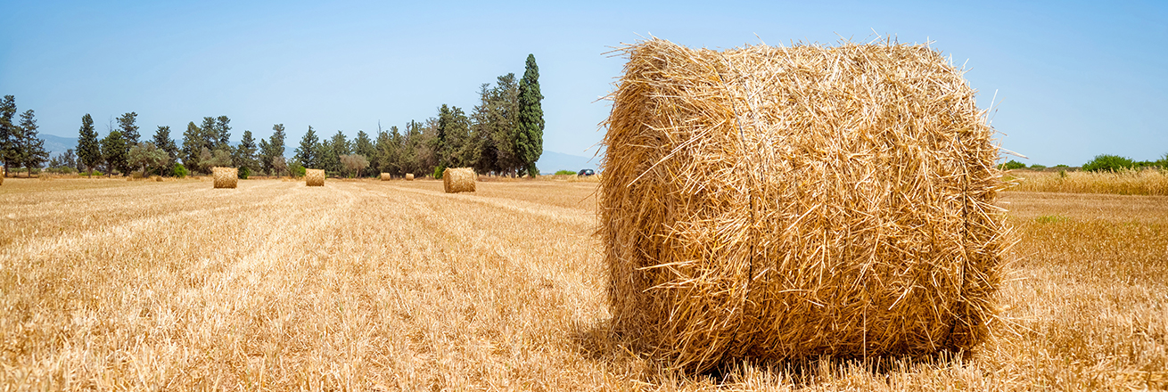 hay bales sit in a field