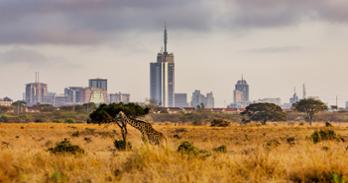 A giraffe munches on tree leaves outside of Nairobi.
