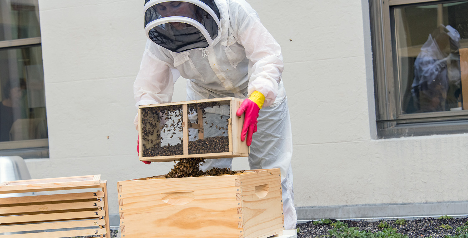 A beekeeper tends to a hive on AU's campus.