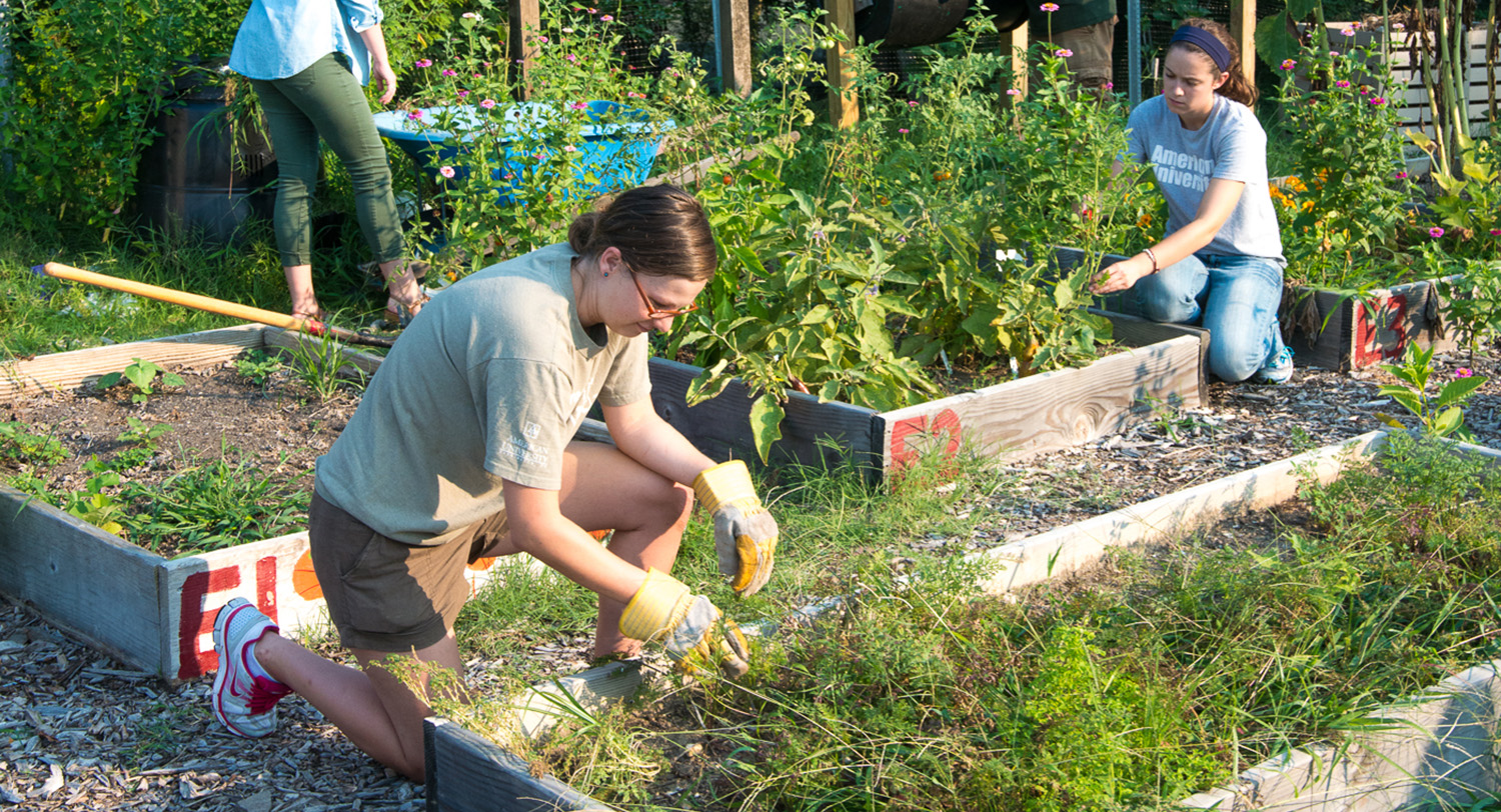 Students work in the AU Community Garden.