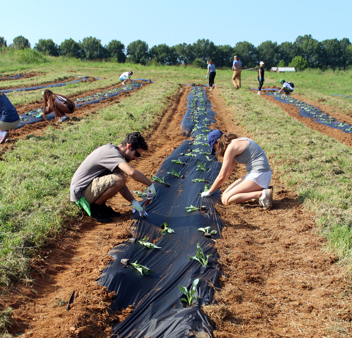 Earth Scholars dig in the dirt, planting plants on a sunny day.