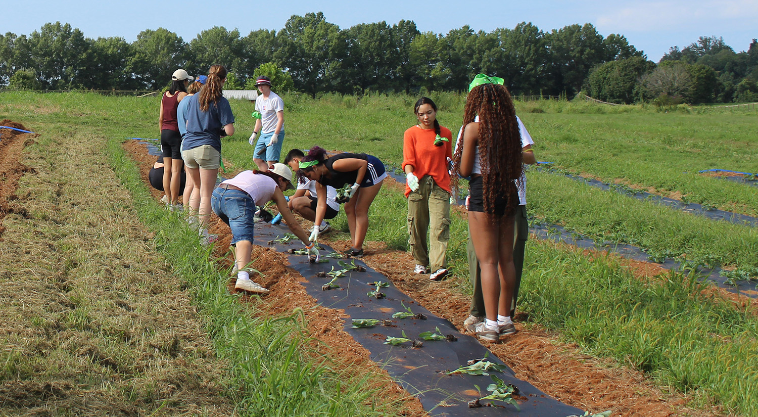 SIS students digging in the ground to plant plants in a grassy field.