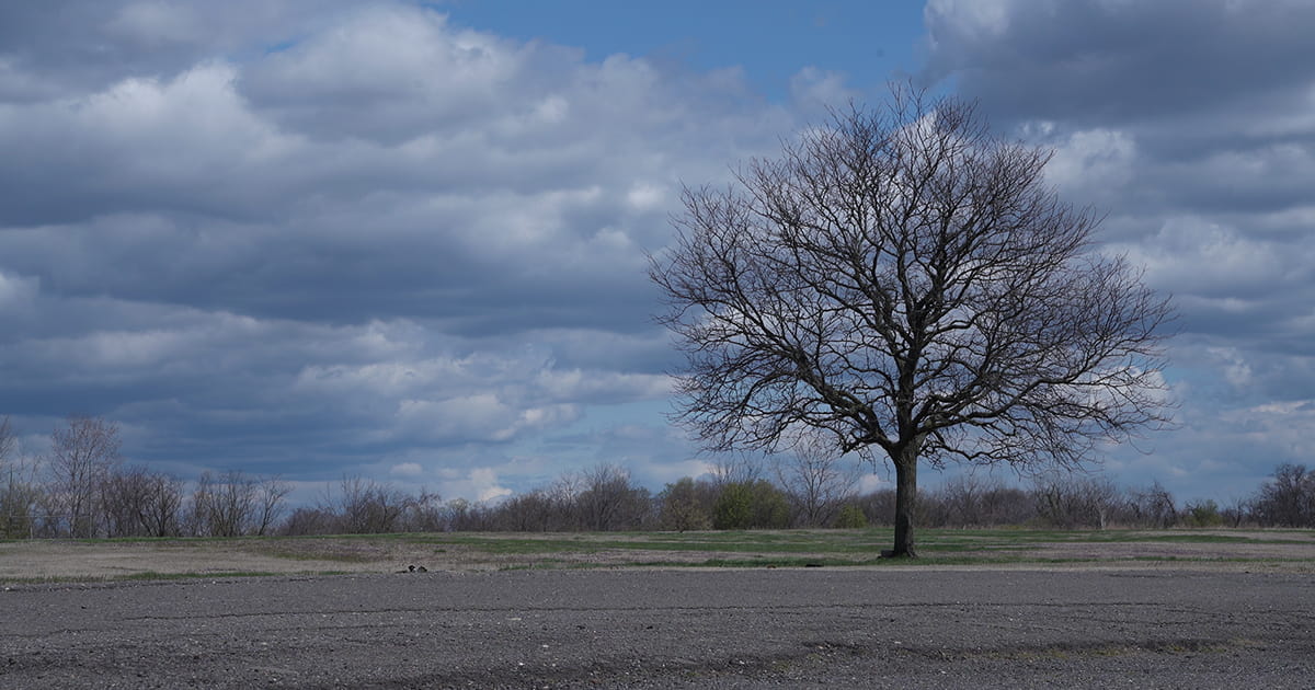 Tree at Kenilworth Park