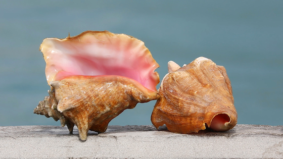 A queen conch 