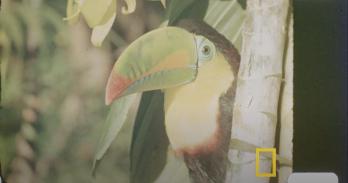 Still from Phillip Bouknight's film developed from National Geographic archival footage