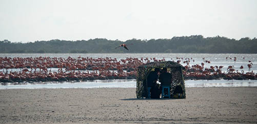 flamingoes on beach and film crew