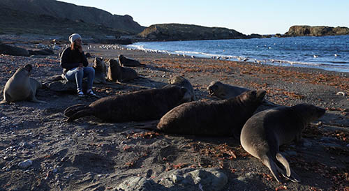 person on beach with seals