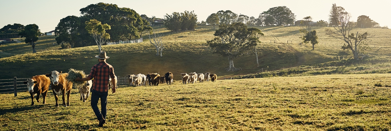 cattle on rural landscape