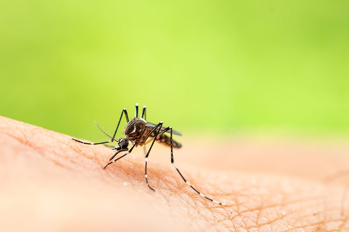 Mosquito biting palm.