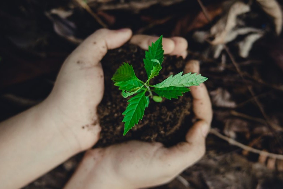 Sustainability Image_horizantal Close-up of hands holding a small plant with soil, symbolizing growth and nature