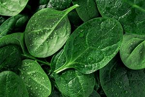 Spinach leaves