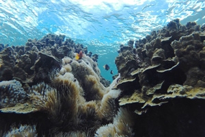 Coral reefs