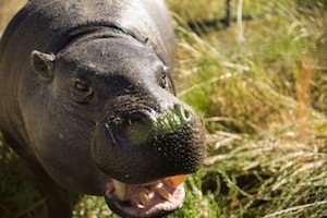 A hippo standing in grass. 