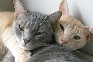 Grey and orange cats in a box, c/o RappCats.