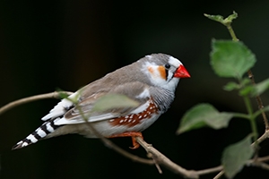 Zebra Finch