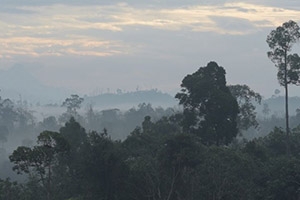 Borneo's Vanishing Landscape