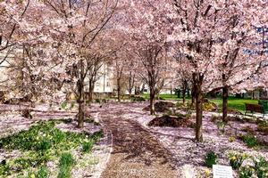 Cherry Blossoms on Campus