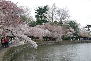 Cherry Blossoms