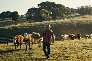 Cows on rural landscape