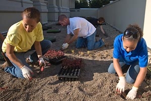 Green Roof