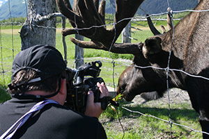 CEF Alaska Caribou