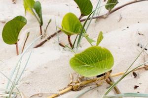 Plants growing out of sand.