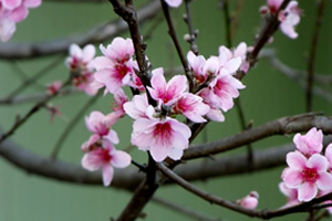 spring flowers