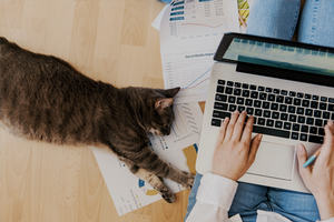 Laptop and cat to show teleworking