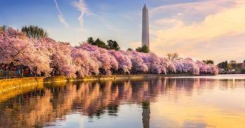 Washington Monument overlooking cherry blossoms along the Tidal Basin